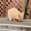 ごゆるりと