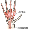 ＭＰ関節を曲げて握る（３）～虫様筋について