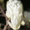 ３月１７日（火）の電話相談につきまして