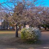 乙戸沼公園の桜（土浦市）～つくば市とその周辺の風景写真案内（１００８） 