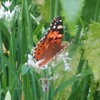 ニラの花にチョウ