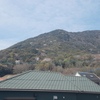 眉山の山桜26