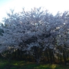 桜咲いた！