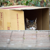 近隣繁華街のねこさん