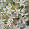 ハマナスの花が咲いていた