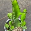 ユーフォルビアアビシニカの購入と植え替え