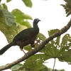 カマバネシャクケイ(Sickle-winged Guan)