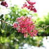 【中華レンズ】AstrHori 50mm F2をF2よりさらに開けてオールドレンズライクな描写