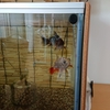 ケンカするけど仲がいい金魚