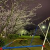 御伊勢公園の夜桜