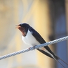 鳥撮散歩　ツバメが飛び交っています