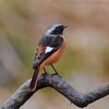 残念、見つかりません★渡り鳥・ジョウビタキ★日本野鳥の会のトリーノで紹介されています