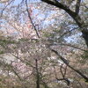 　桜は散る