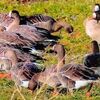 宮城・登米でカリガネ増える