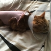 猫の避妊手術後 エリザベスカラーはいつまで着けるべきなのか むぎちゃんにグルメを添えて 猫の避妊手術後 エリザベスカラーはいつまで着けるべきなのか むぎちゃんにグルメを添えて