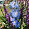 爽やかな空色の花が穂状に咲く！ デルフィニウム「サマースカイ」