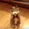 【かわいい犬と猫の動画集】ご飯が欲しいときの行動は犬も猫も共通！！