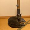 社長、島コテツ339(コテツ　猫　2歳)