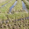 プラウによる水田の耕起