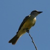 オリーブタイランチョウ(Tropical Kingbird)