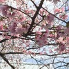 近所の桜がもう咲いた。