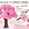 アラ不思議‼️12時間で咲く不思議な桜シリーズ【Magic桜】