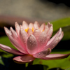 白野江植物園
