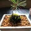 松ぼっくりの盆栽。【植物の世界】