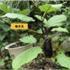 夏野菜　ナスビ12【中ナス収穫します】