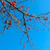 １１月１０日