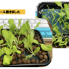 室内栽培20　【サンチュにハイドロボール敷き】