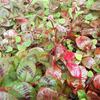 庭の秋、草花の紅葉