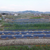 ■夏野菜植えた