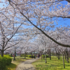 鳥屋野潟公園をお散歩