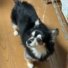 まろにー3479日目