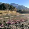 羊山　寒桜と紅葉芝桜