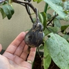 プランター栽培に適さないのかと諦めモードのナス栽培。この夏は硬いナスしか作れませんでした。