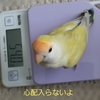 コザクラインコに癒されています(≧▽≦)