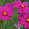 コスモスの花の色～長崎県諫早市 白木峰高原（４）～