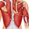 Neck Pain - Trapezius