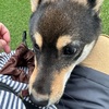 黒柴 🐶 つん