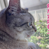 大変！大変！畑が大爆発ニャ！