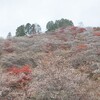 こんな時期に桜🌸が見られる場所