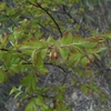 Vaccinium smallii　スノキ