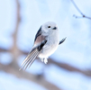 弾丸シマエナガ（北海道の鳥さん その２）