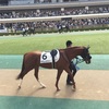 東京競馬6R パドック直前予想 ◎6 サクレメジャー