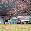 隣市南漁港のねこさん