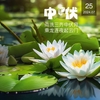 中伏