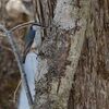 お久しぶり、釧路町森林公園