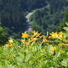 白山高山植物園（その３）